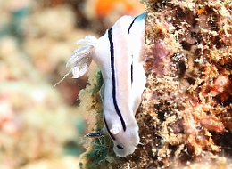 Sipadan_2015_Nudibranche_Doris de Loch_Chromodoris lochi_IMG_2679_rc